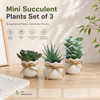 Set of 3 Mini Artificial Succulent Bonsai Plants