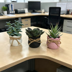 Set of 3 Mini Artificial Succulent Bonsai Plants
