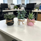 Set of 3 Mini Artificial Succulent Bonsai Plants
